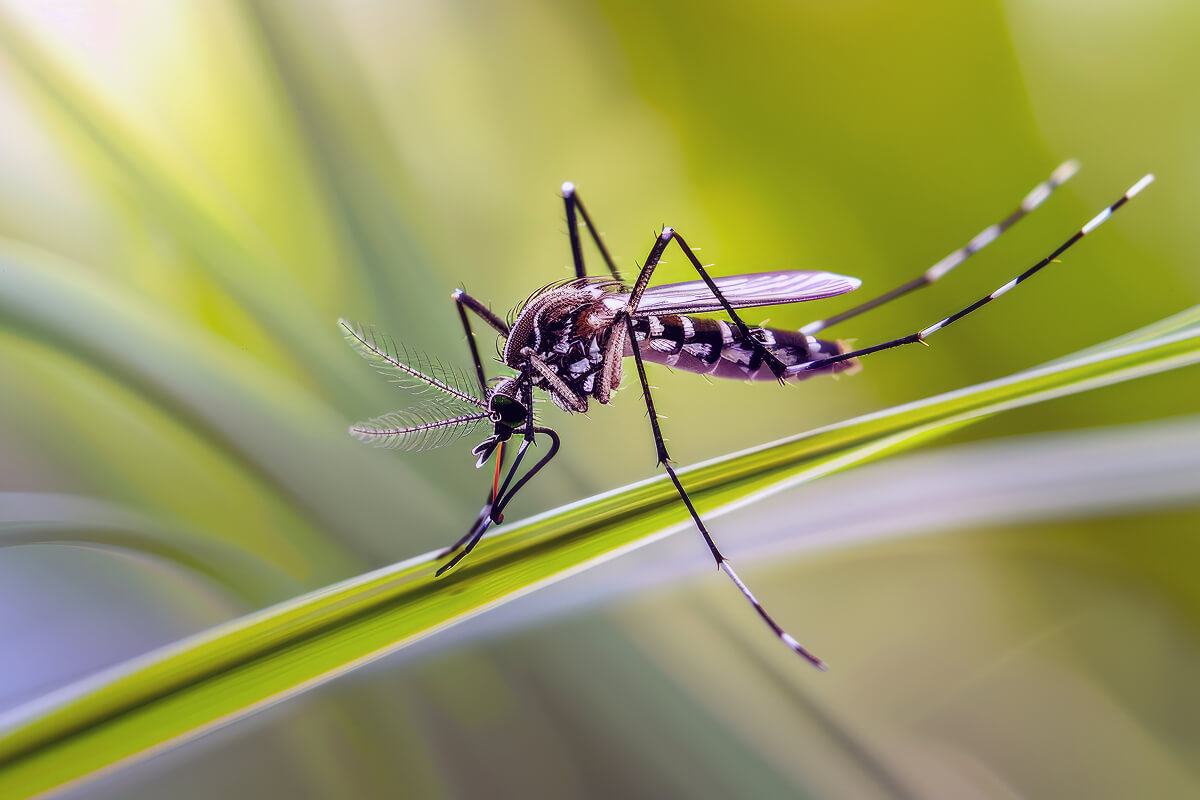 Mosquito Control in Pakistan: Identification, Health Risks, Prevention & Professional Treatment