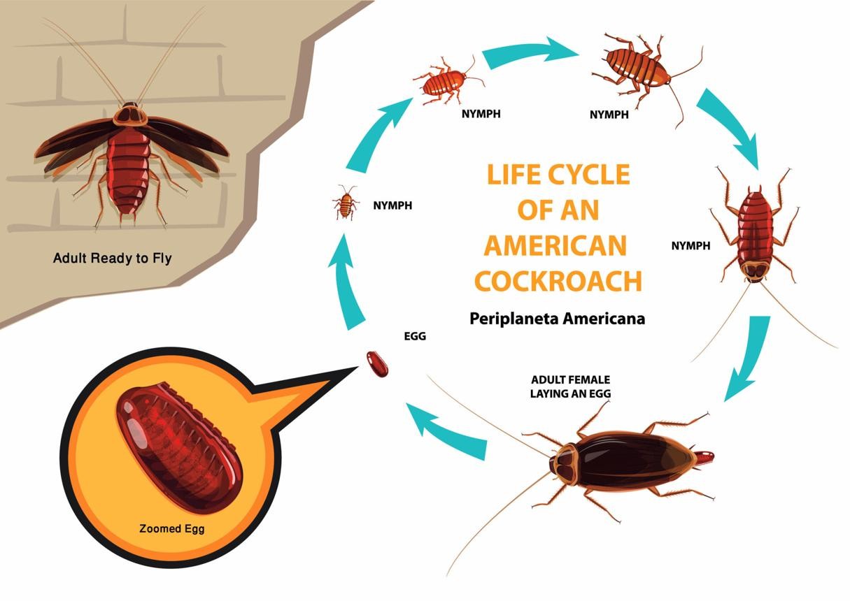 Adult cockroach