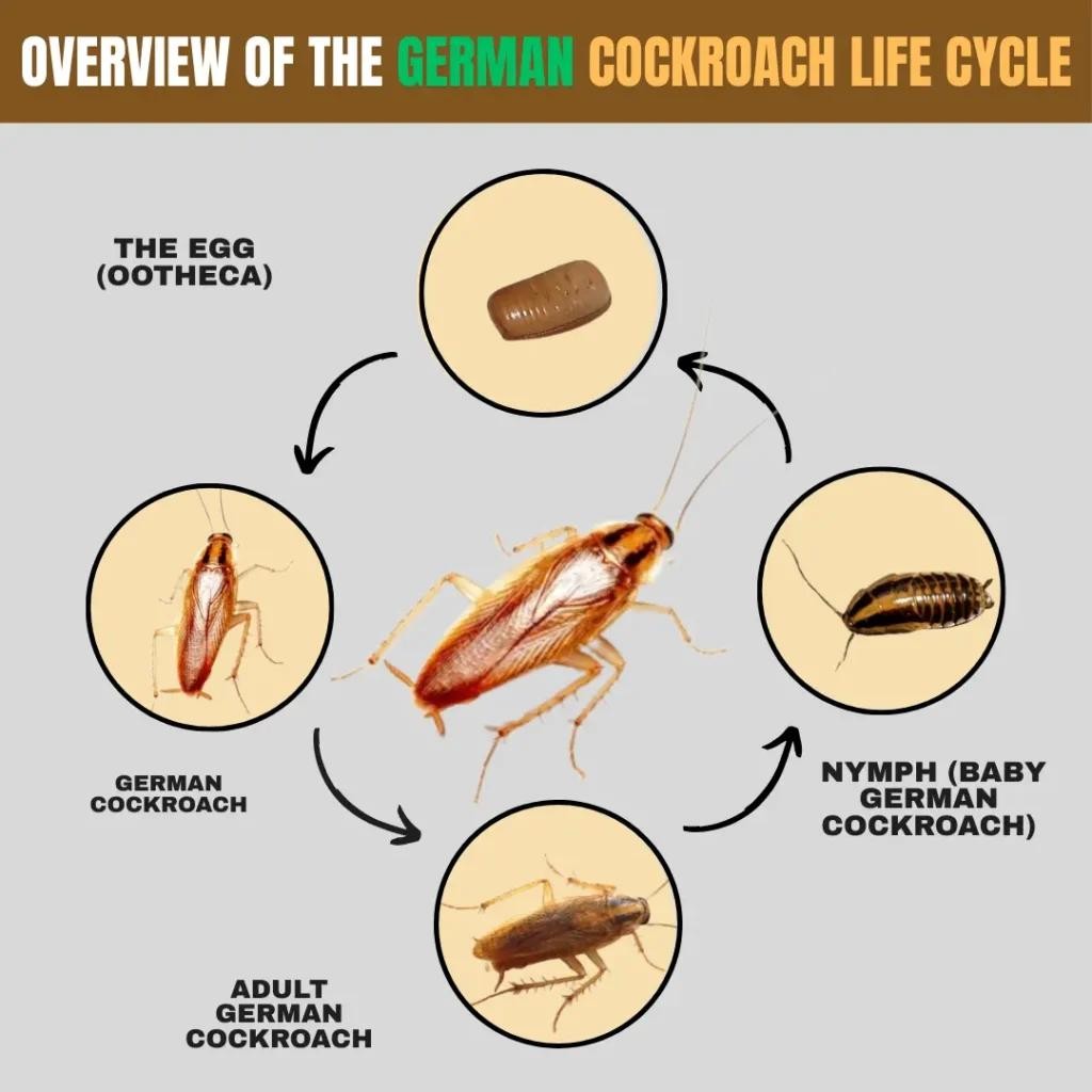 Cockroach nymph stage